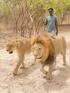 Excursion à Toubacouta 3 - Marche avec les lions - Travelwithziggy - Voyage - Excursion au Sénégal