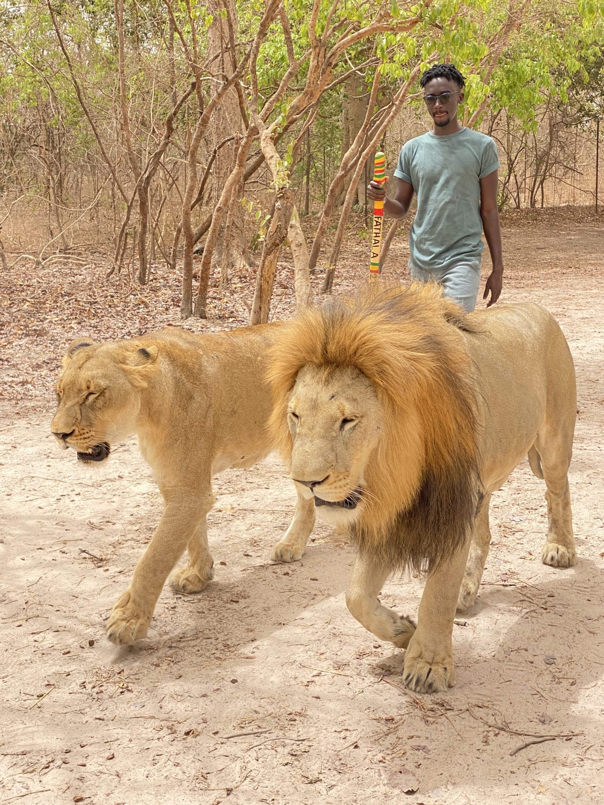 Excursion à Toubacouta 3 - Marche avec les lions - Travelwithziggy - Voyage - Excursion au Sénégal